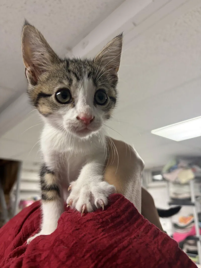 A baby large-sized male Tabby cat named Damir for adoption in Ringwood, NJ