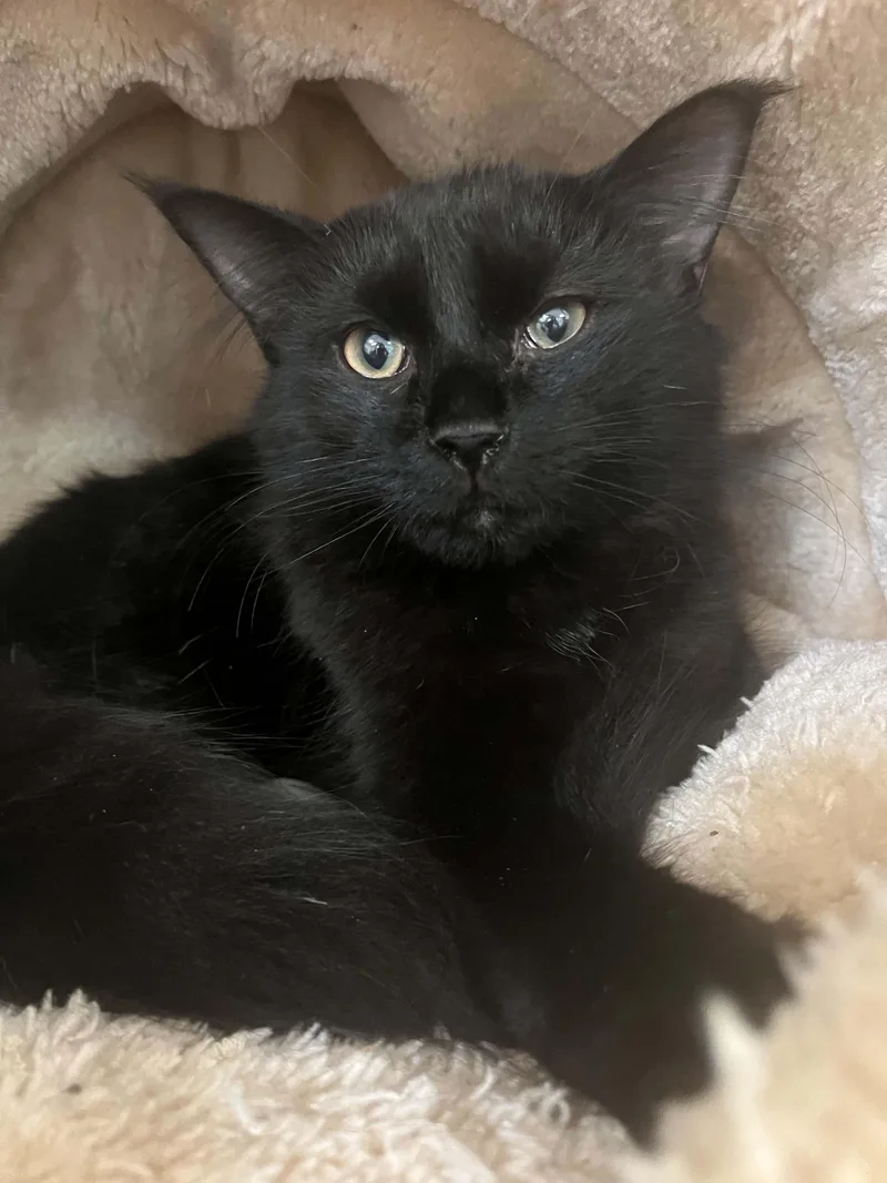 A young medium-sized male Black Domestic Medium Hair cat named Hockey for adoption in Chambersburg, PA