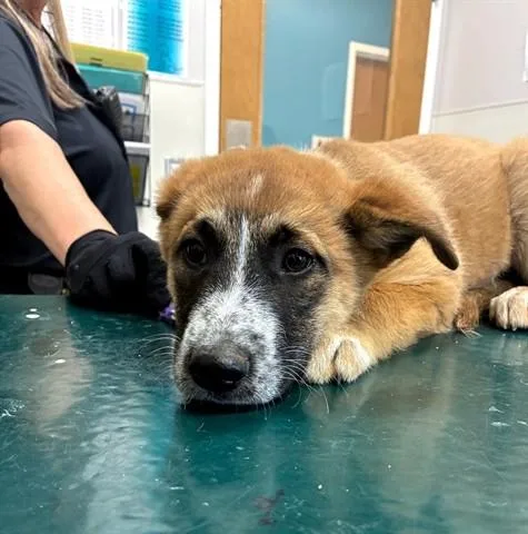 A baby small-sized female German Shepherd Dog dog named Jamey for adoption in Garland, TX