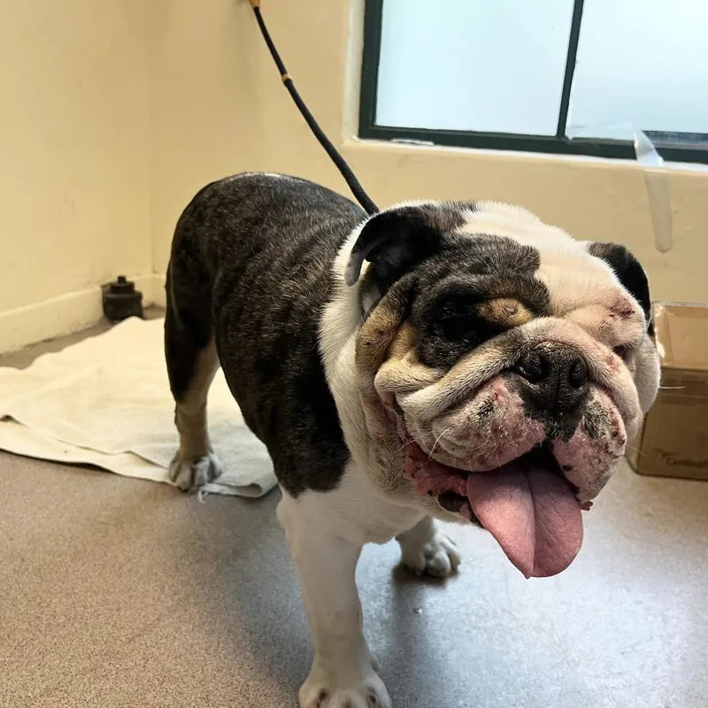 An adult large-sized male White / Cream English Bulldog dog named Hemi for adoption in Pasadena, CA