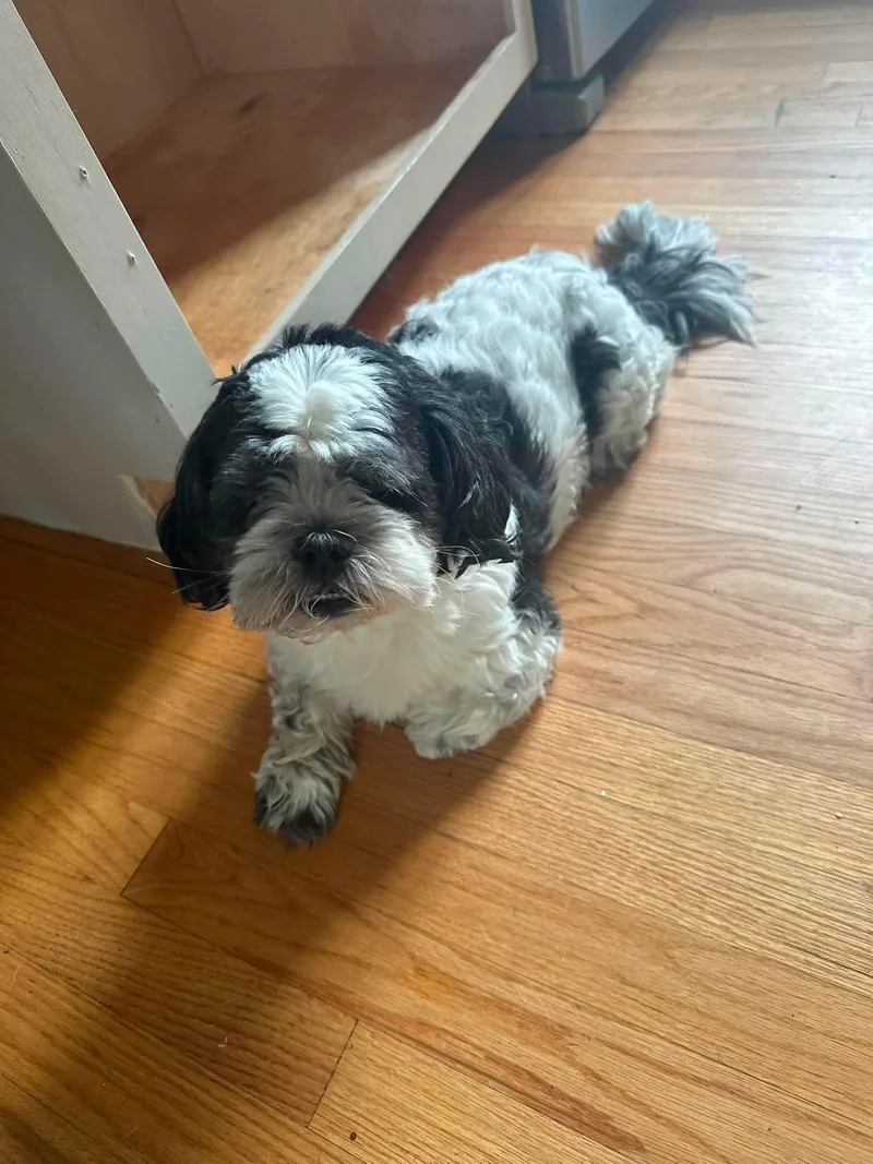 An adult small-sized male Shih Tzu dog named Oreo for adoption in Pomfret Center, CT