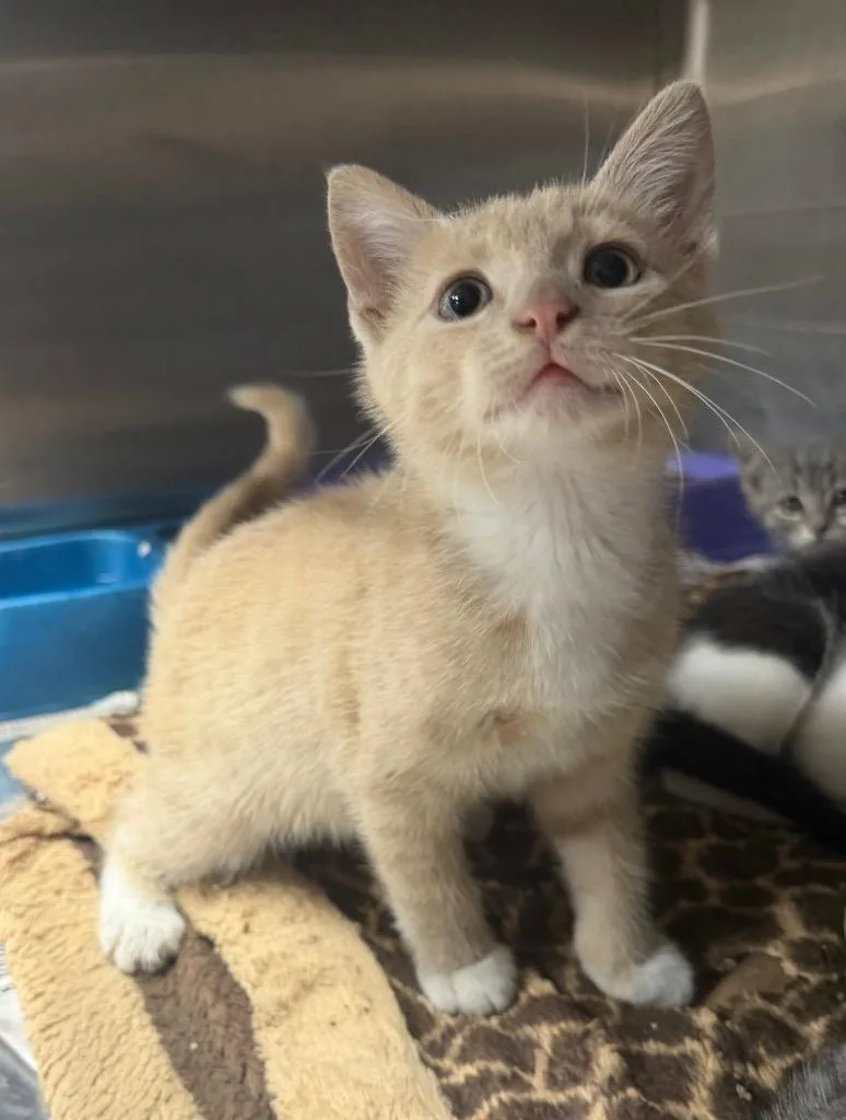 A baby small-sized male Domestic Short Hair cat named Potato for adoption in Hopkinsville, KY