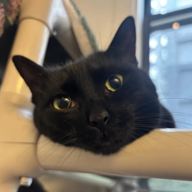 An adult medium-sized female Black Domestic Short Hair cat named Waffles for adoption in New York, NY