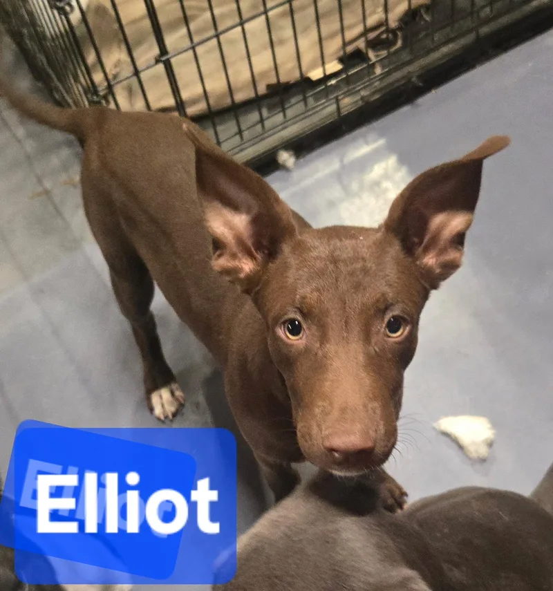 A baby small-sized male Australian Kelpie dog named Elliott for adoption in Holly Springs, MS