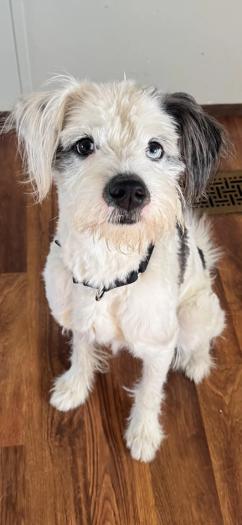 A young medium-sized male White / Cream Sheepadoodle dog named Tupac  Deaf for adoption in Arlington, TX
