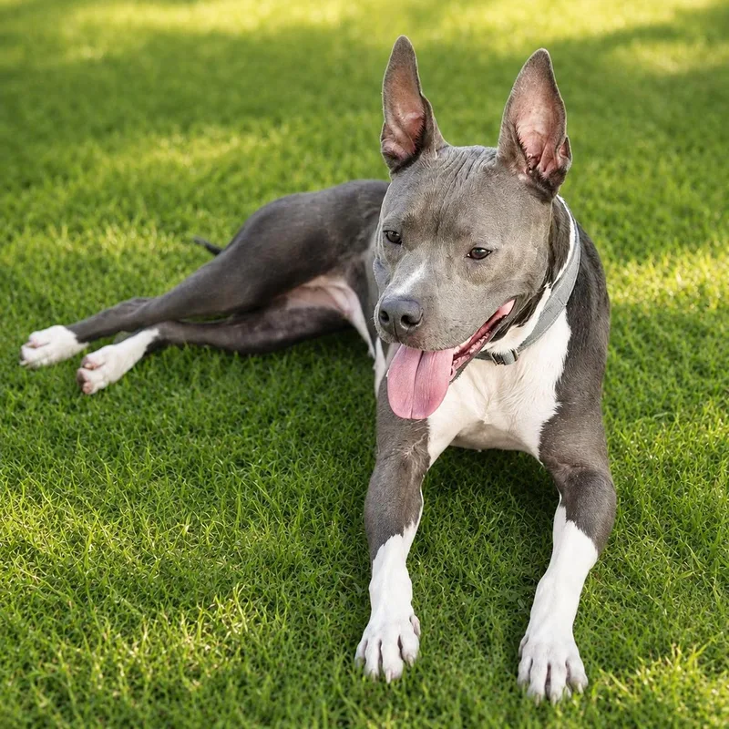 A young medium-sized female Gray / Blue / Silver American Staffordshire Terrier dog named Shadow for adoption in Houston, TX