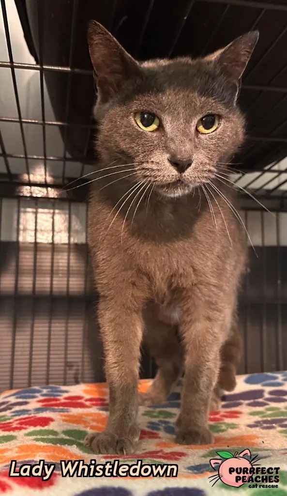 Lady Whistledown thumbnail 2