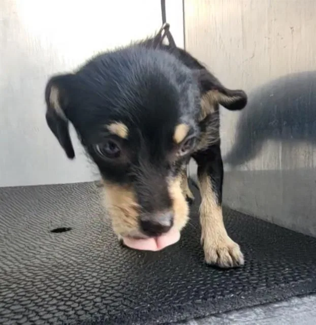 A young small-sized female Terrier dog named Boot for adoption in San Antonio, TX