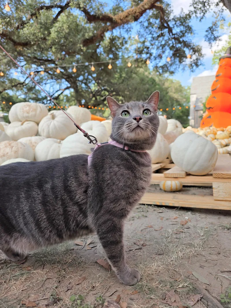 An adult medium-sized male Domestic Short Hair cat named Sid for adoption in New Orleans, LA