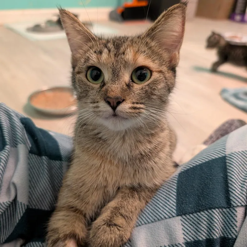 A young small-sized female Torbie Domestic Short Hair cat named Melon Baller for adoption in Roselle, IL