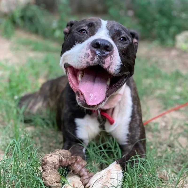 An adult large-sized male Brindle Pit Bull Terrier dog named Caleb for adoption in Mooresville, NC