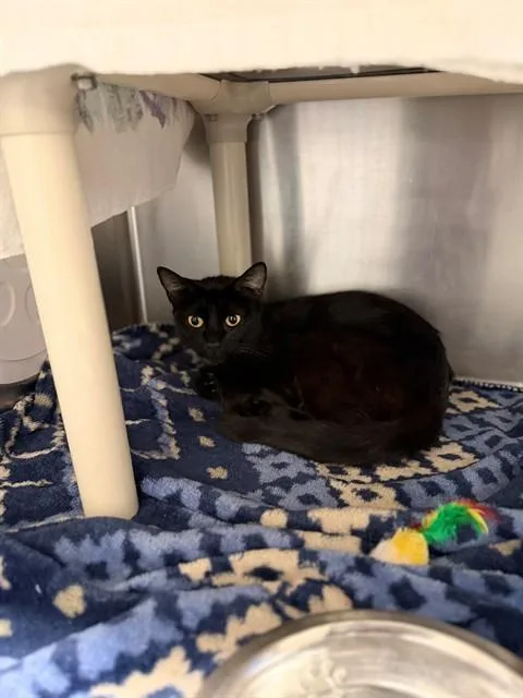 A young small-sized female Domestic Short Hair cat named Estela for adoption in Santa Maria, CA