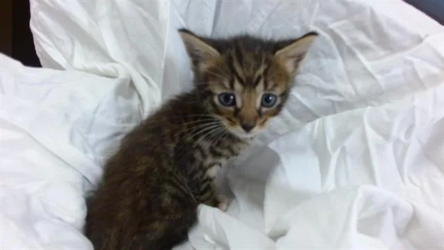 A baby small-sized male Domestic Short Hair cat named Rolly for adoption in Miami, FL