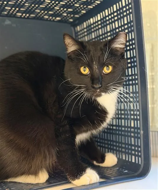 Tux