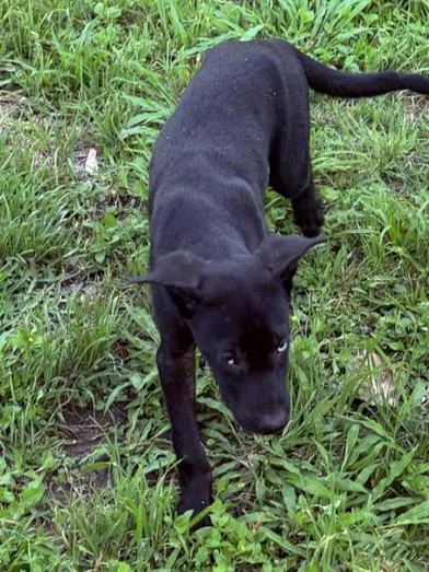A baby large-sized male Black Labrador Retriever dog named Buddy for adoption in Liverpool, TX
