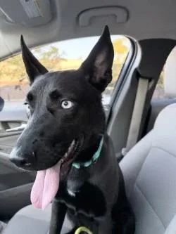 A baby medium-sized female Black German Shepherd Dog dog named Nala for adoption in Ellijay, GA