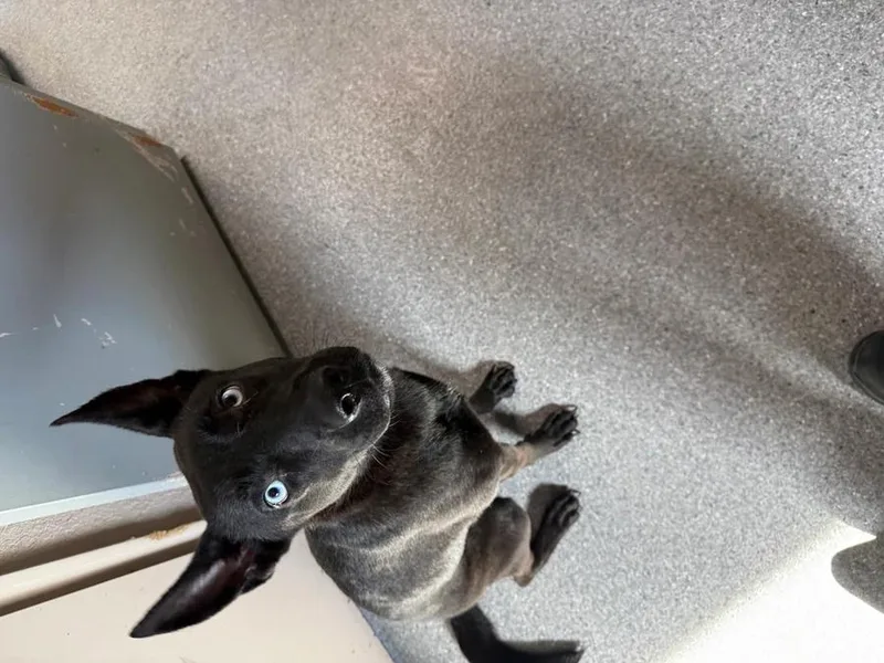 Nala thumbnail 3