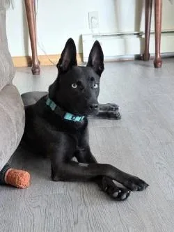 Nala thumbnail 4