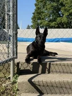 Nala thumbnail 5