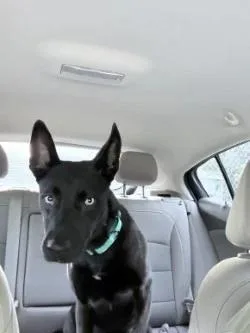 Nala thumbnail 6