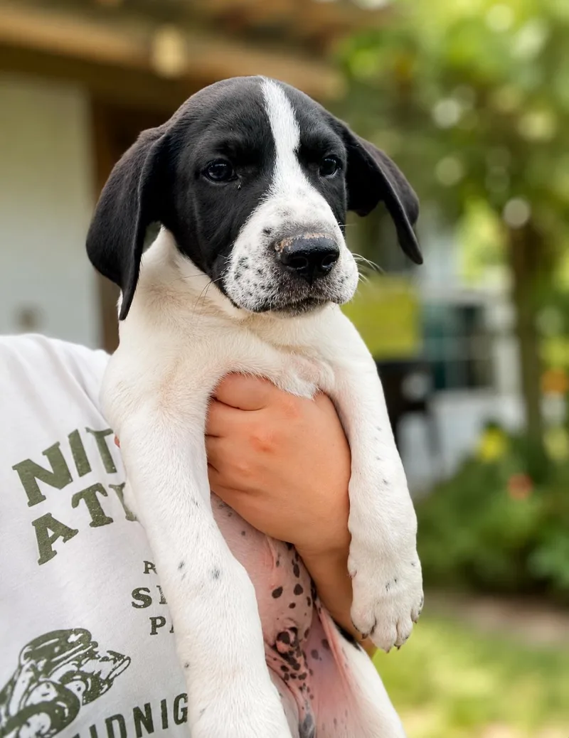 A baby small-sized male Black Pointer dog named Cowboy Litter for adoption in Vernon, CT
