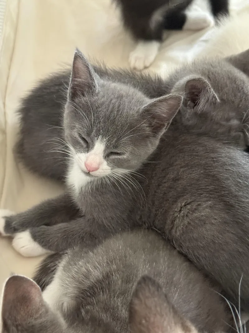 A baby medium-sized female Gray & White Domestic Short Hair cat named Pg for adoption in Columbia, SC