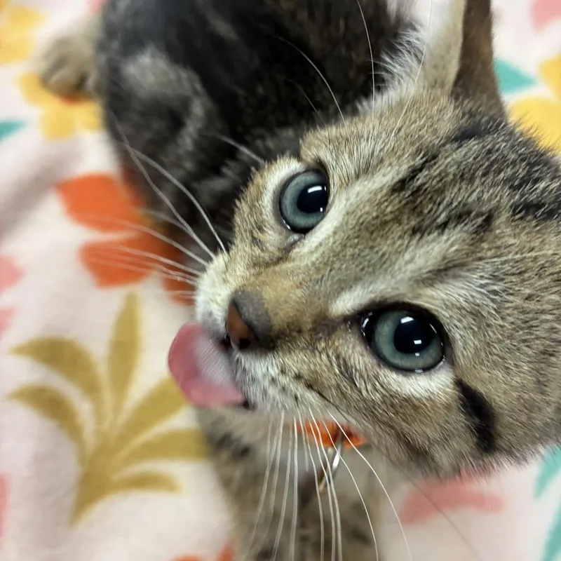 A baby small-sized male Brown / Chocolate Domestic Short Hair cat named Archie for adoption in Tulsa, OK