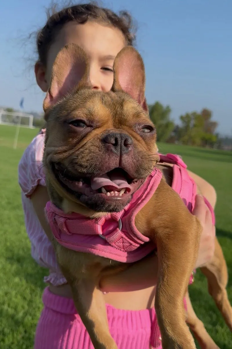 An adult small-sized female French Bulldog dog named Chanel for adoption in Capistrano Beach, CA
