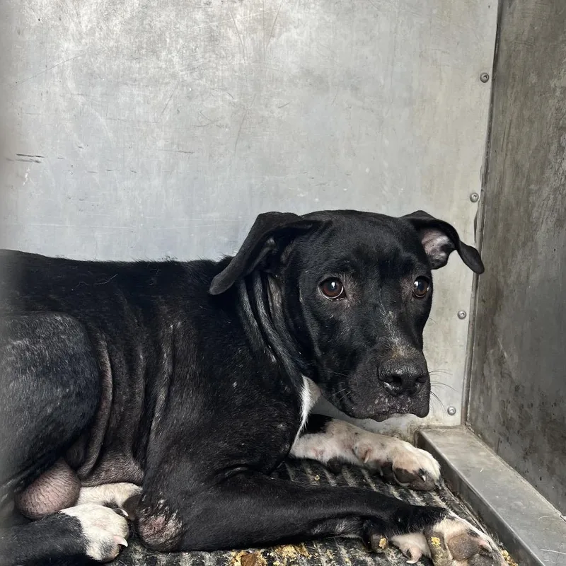 An adult medium-sized female Black Pit Bull Terrier dog named Patty for adoption in Edinburg, TX