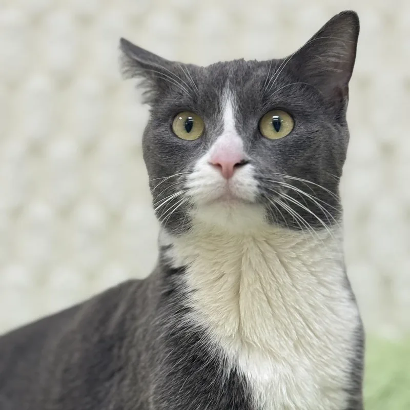 Florinda thumbnail 2