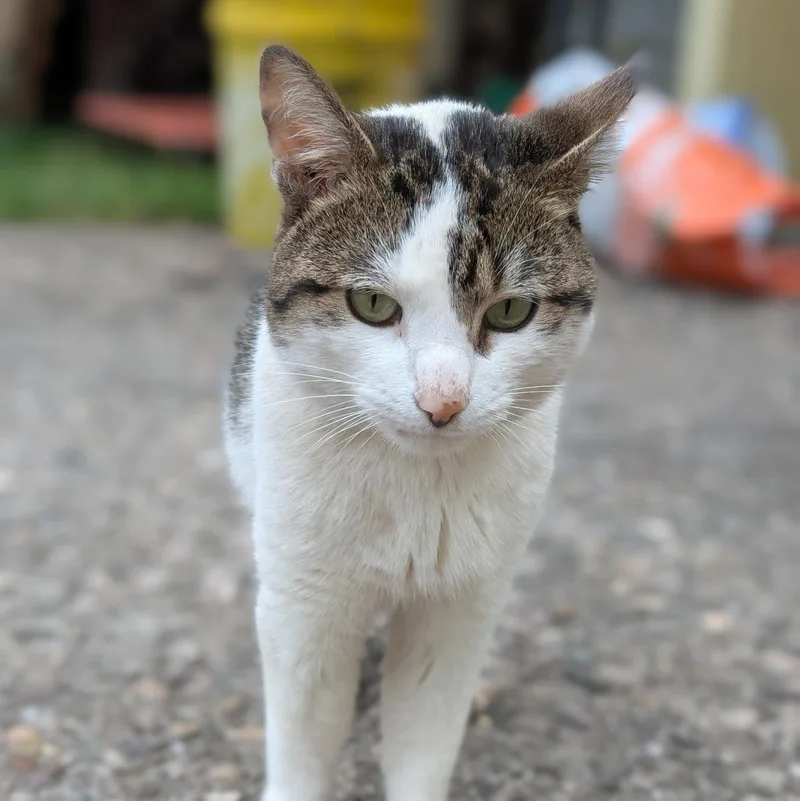 An adult medium-sized male Tabby (Brown / Chocolate) Domestic Short Hair cat named Zachary for adoption in Roscoe, NY