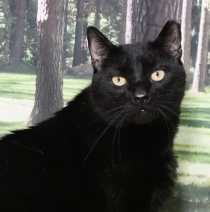 An adult medium-sized male Domestic Short Hair cat named Mauricio for adoption in West Chester, PA