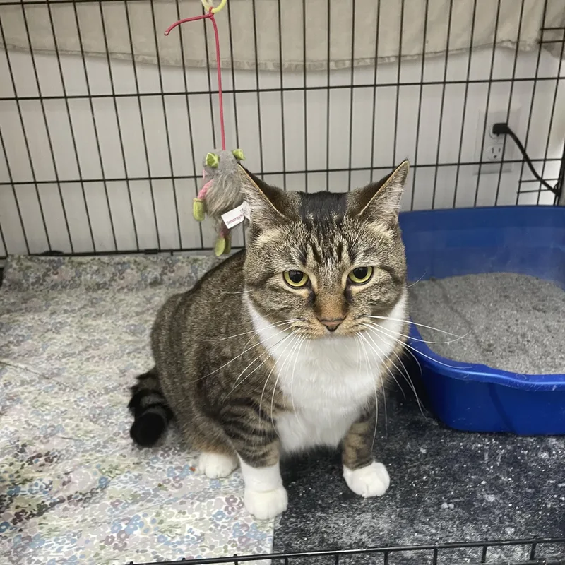 Izzy Belle thumbnail 3