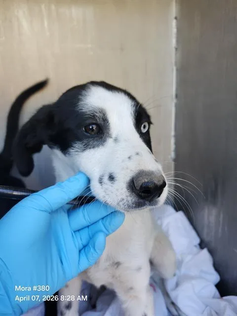 A baby small-sized female Labrador Retriever dog named Irina for adoption in San Antonio, TX
