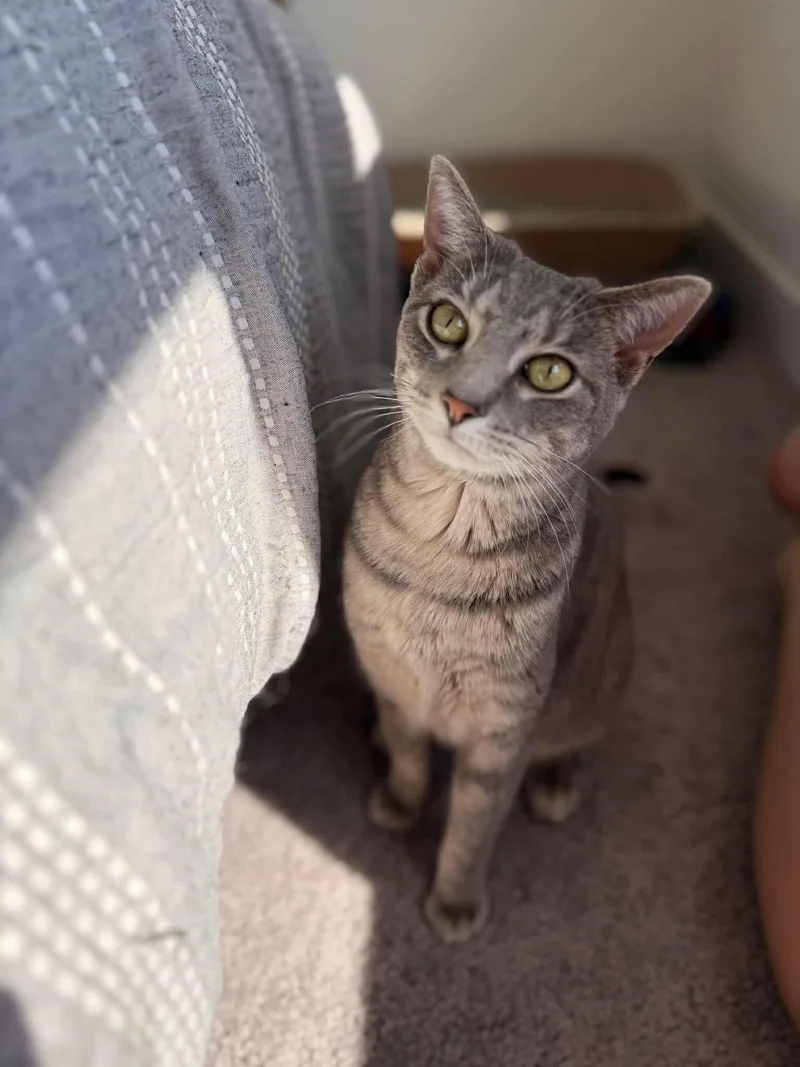 An adult medium-sized female Tabby (Gray / Blue / Silver) Domestic Short Hair cat named Azul for adoption in Overland Park, KS