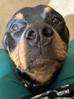 Bonnie