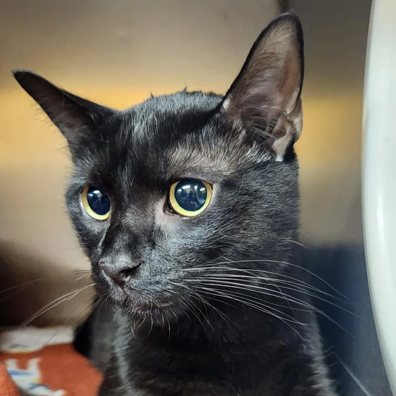Gizmos