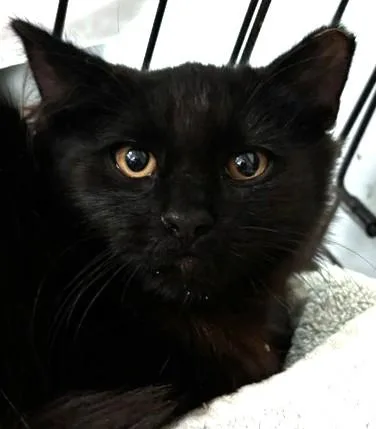Binx