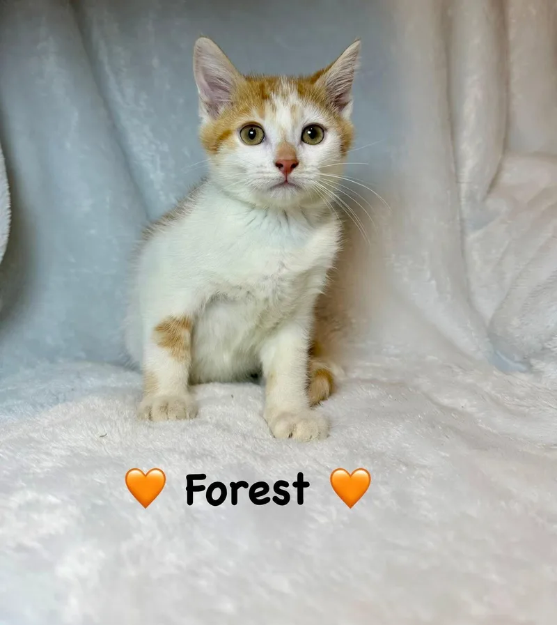 A baby medium-sized male Orange & White Domestic Short Hair cat named Forest for adoption in Copley, OH