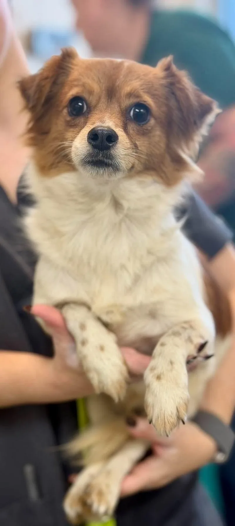 Pickle
