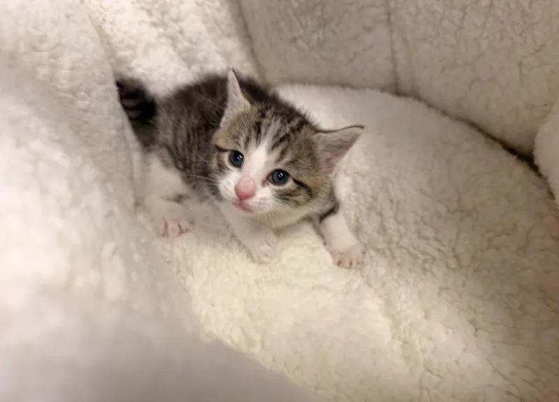 A baby medium-sized female White Domestic Short Hair cat named Mousey for adoption in Batesville, AR