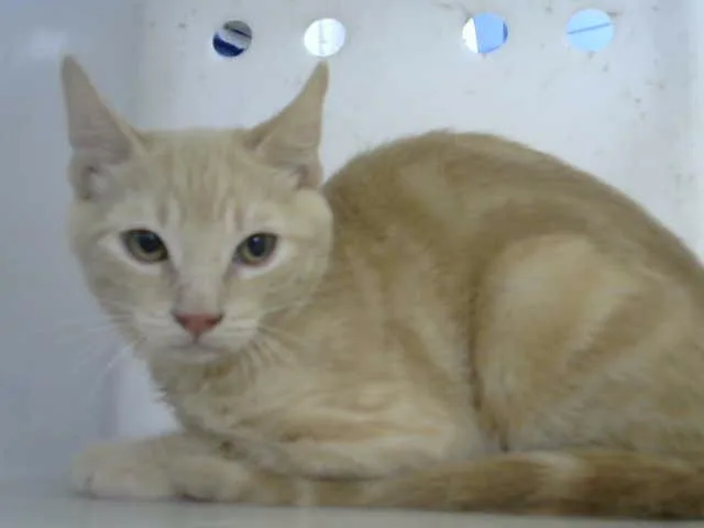 A young small-sized male Domestic Short Hair cat named Mika for adoption in Albuquerque, NM