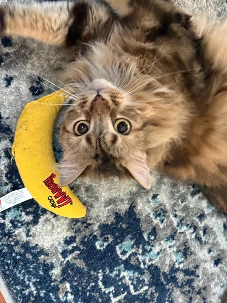 An adult medium-sized female American Curl cat named Tiger Lily for adoption in Youngsville, NC