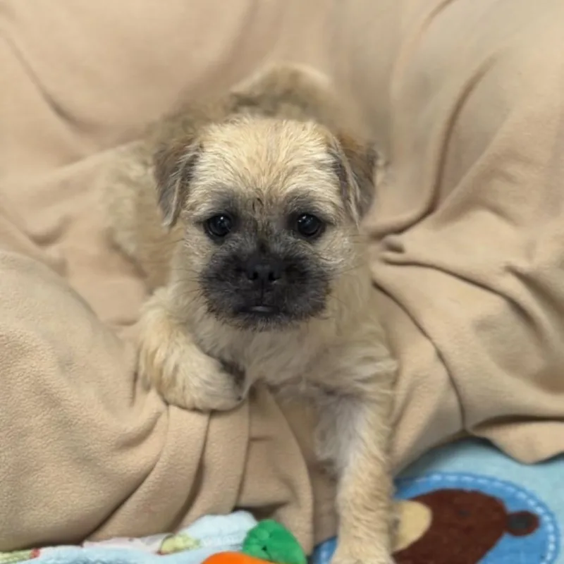 A baby small-sized female Yellow / Tan / Blond / Fawn Brussels Griffon dog named Grace A for adoption in Mission Hills, CA