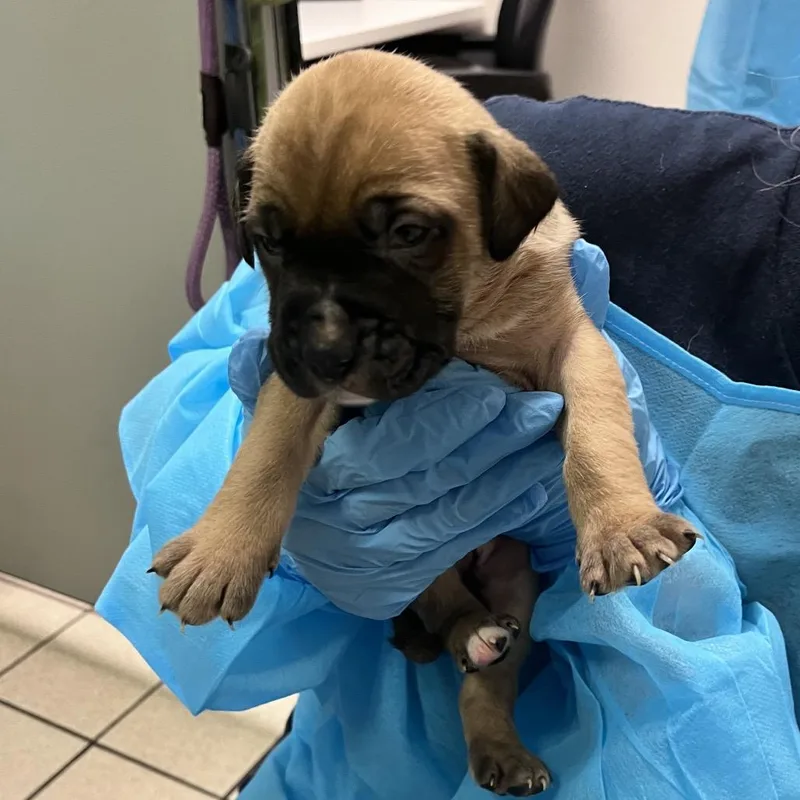 A baby small-sized male Brown / Chocolate Mixed Breed dog named Prince Of The Forest for adoption in Charleston, WV
