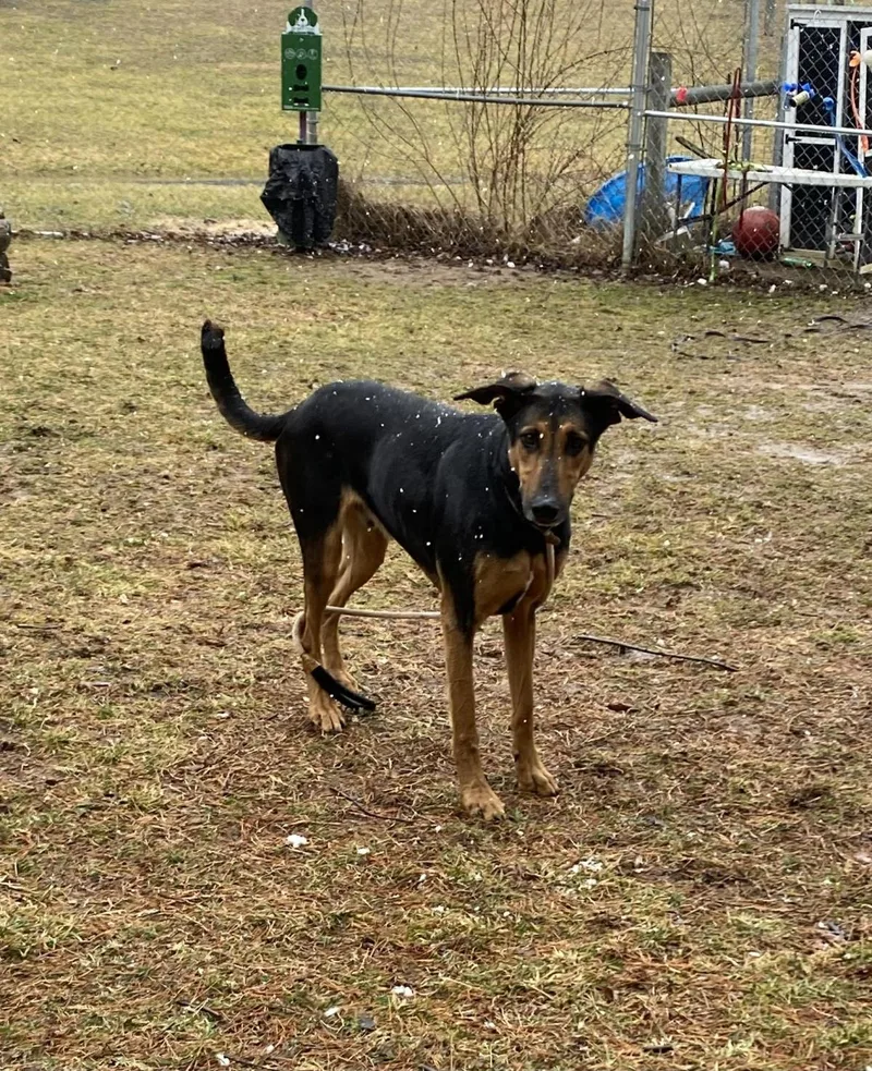 An adult extra large-sized male German Shepherd Dog dog named Henry for adoption in Front Royal, VA