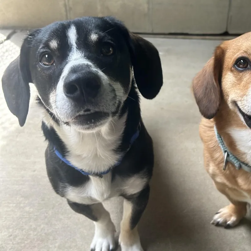 A young small-sized male Black Basset Hound dog named Beethoven for adoption in Greenville, PA