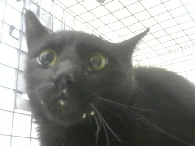 A young small-sized female Domestic Medium Hair cat named Avery for adoption in Loveland, CO