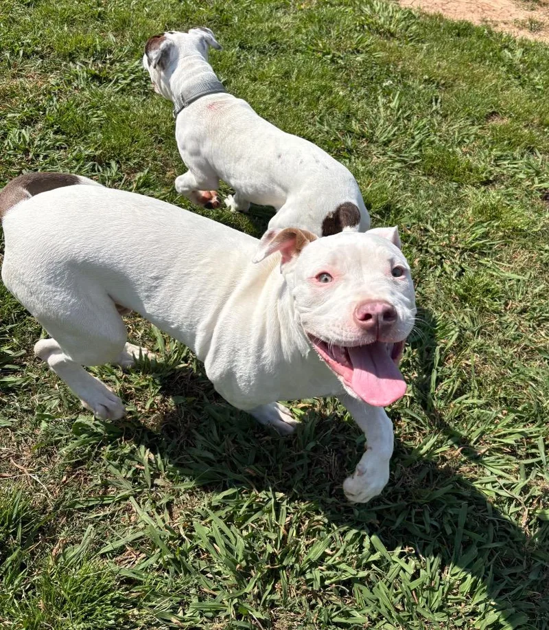 A baby medium-sized male Mixed Breed dog named Tiny Tim for adoption in Bossier City, LA