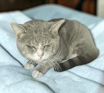 An adult medium-sized male Gray & White Domestic Short Hair cat named Fiddlesworth for adoption in Sullivan, IN